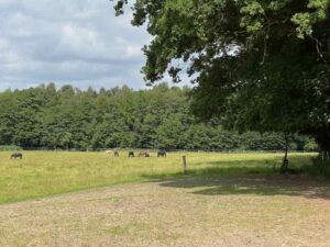 Sommerweide oberer Teil 2025