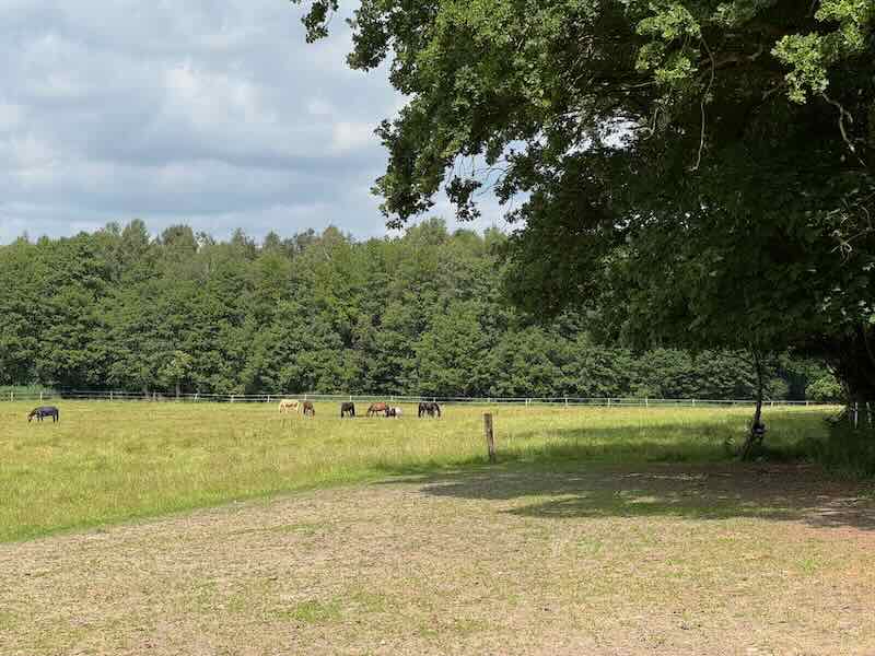 Sommerweide oberer Teil 2025