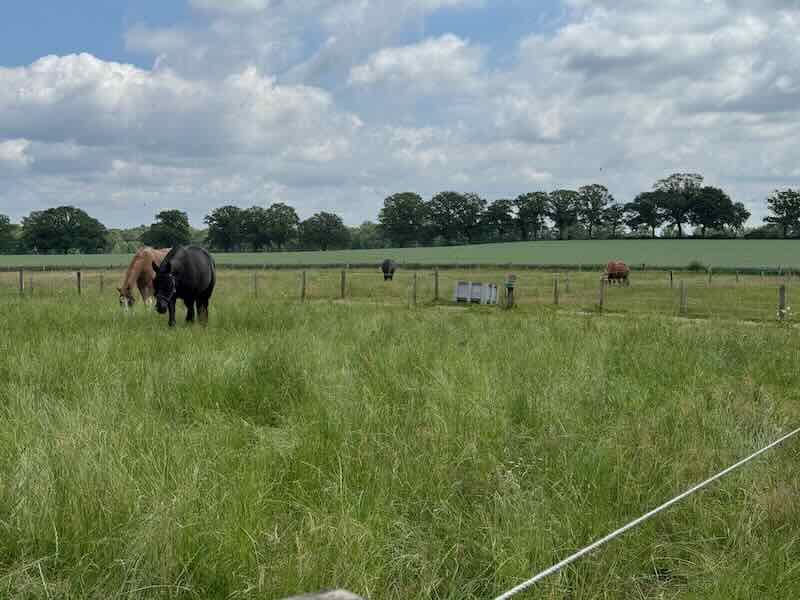 Sommerweiden für Kleingruppen mit Weizenfeld im Hintergrund