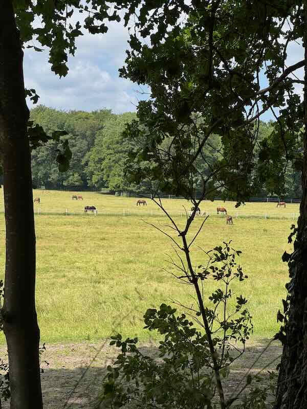 Sommerweiden Stuten Wallache 2025