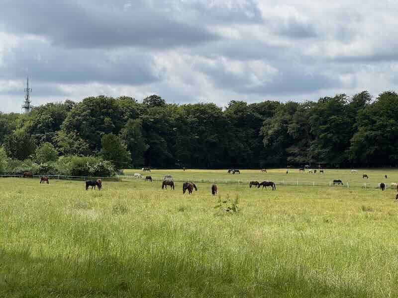 Sommerweiden Stuten Wallache