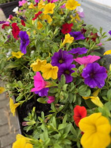 Blumenkasten mit bunten Blüten am Büro der Reitanlage Gut Tangstedt