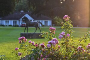 Im Vordergrund Rosen in der Abendsonne, dahinter ein Pferdeskulptur und ganz im Hintergrund ein Bungalow