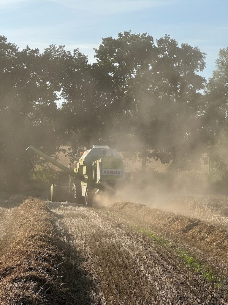 Mähdrescher Claas Dominator 88 S auf einem Acker in Tangstedt bei der Ernte