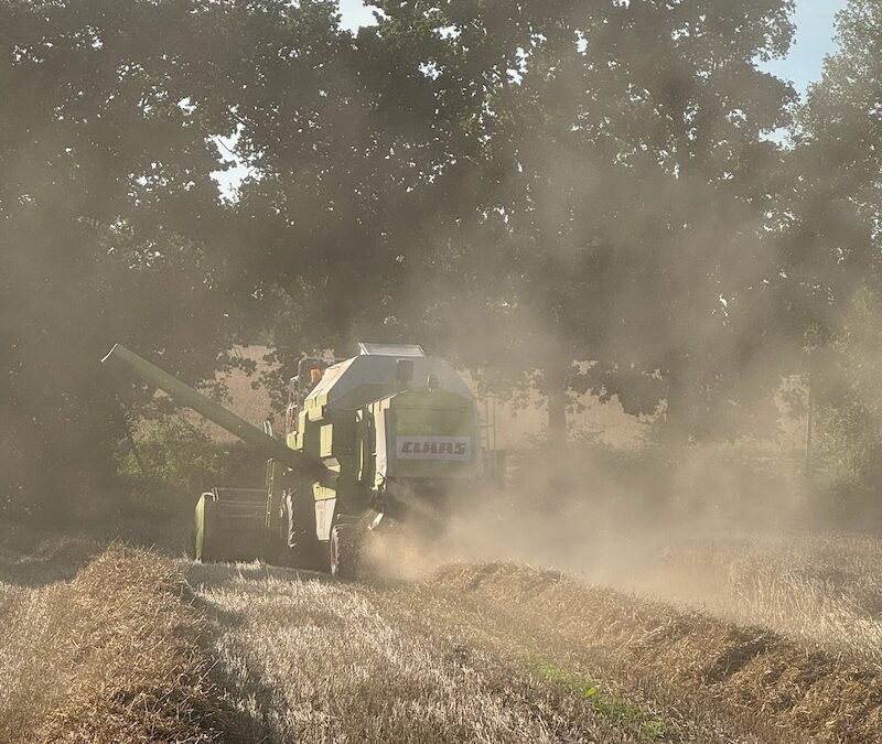 Mähdrescher Claas Dominator 88 S auf einem Acker in Tangstedt bei der Ernte