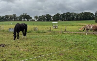 Neu ab Juni 2025: Kleingruppen-Haltung