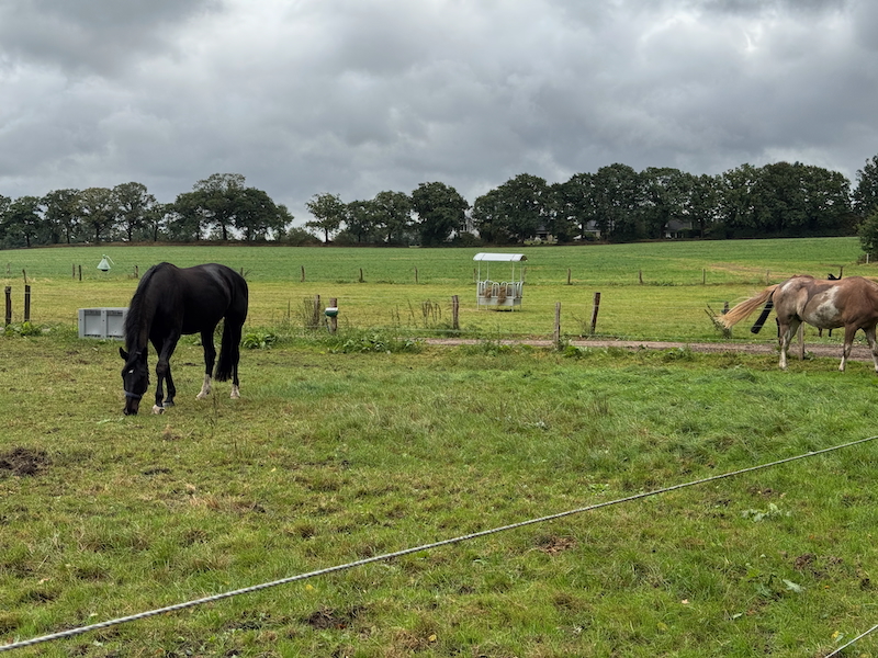 Pferde grasen in Kleingruppen auf der Weide