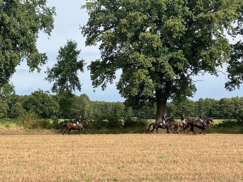 Reiter beim Meutetraining am Feldrand