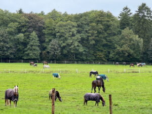 zwei Herden aus Pferden grasen auf der Sommerweide