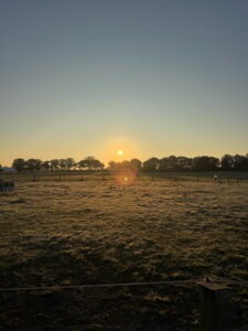 Sommerliche Gruppenweiden von Gut Tangstedt im Sonnenaufgang mit Morgentau auf den Koppeln