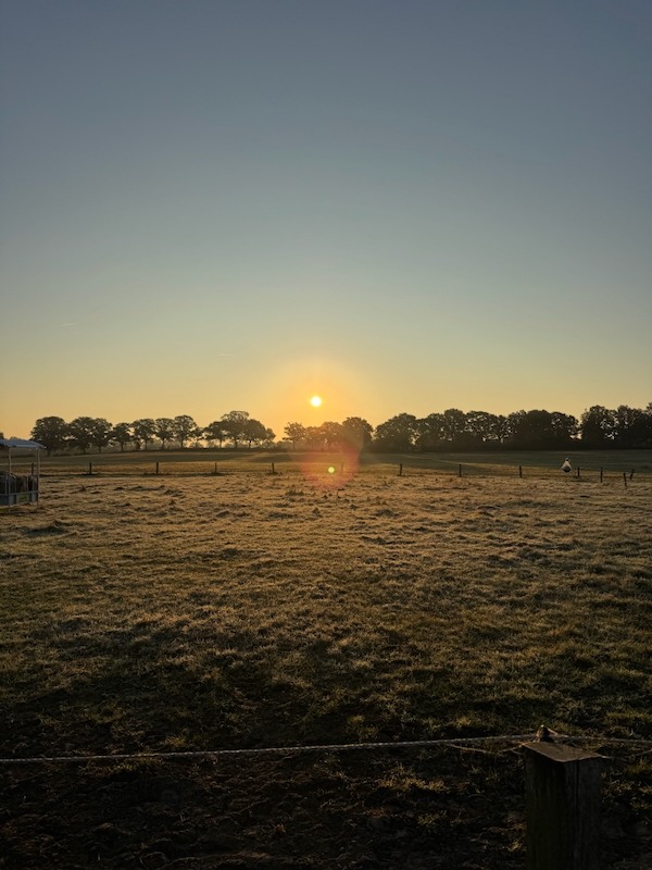Sommerliche Gruppenweiden von Gut Tangstedt im Sonnenaufgang mit Morgentau auf den Koppeln
