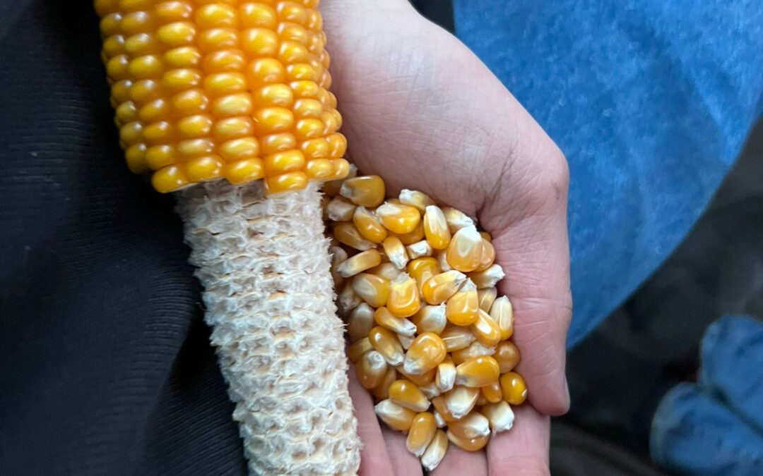 Hand mit Maiskolben und Körnern – frisch geernteter Körnermais von einem Acker bei Norderstedt, angebaut zur Fruchtfolge und für die Biogasanlage.