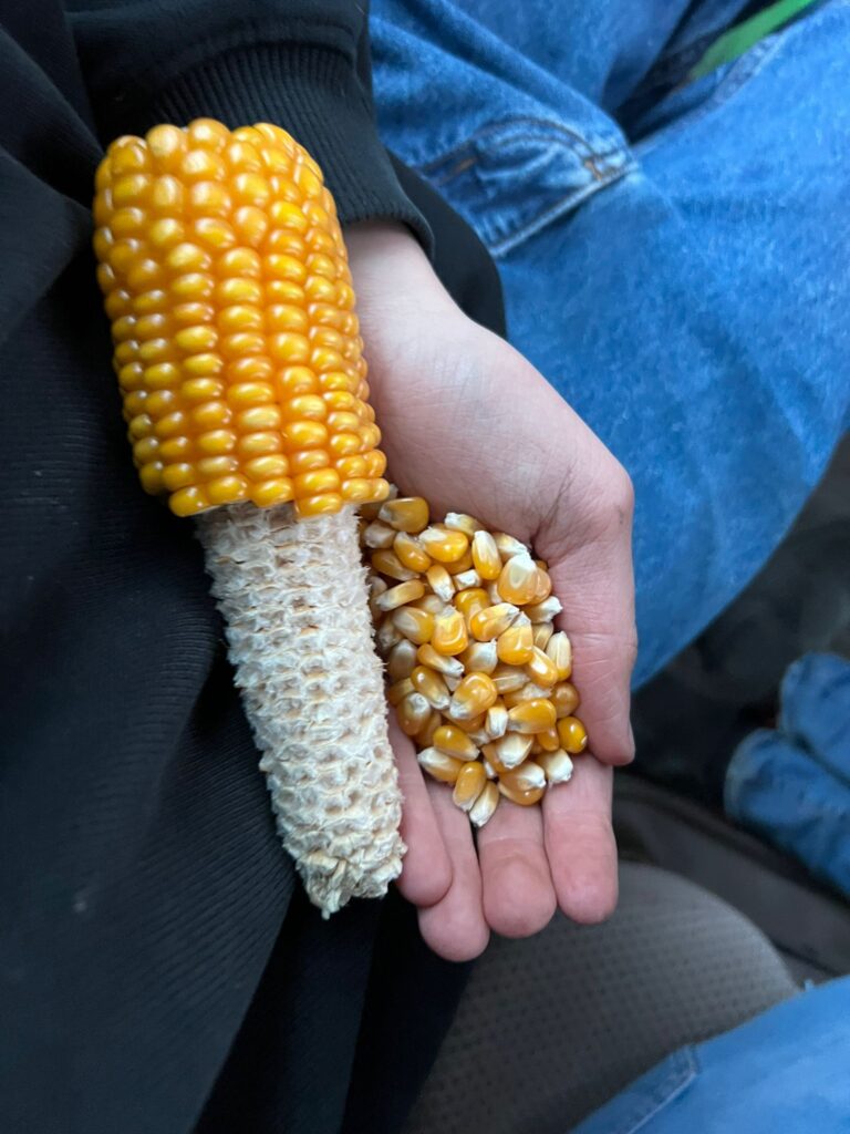 Hand mit Maiskolben und Körnern – frisch geernteter Körnermais von einem Acker bei Norderstedt, angebaut zur Fruchtfolge und für die Biogasanlage.