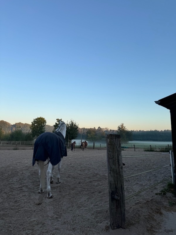 Pferd wird am frühen Morgen aus dem Paddock geführt, Blick über die Reitanlage Gut Tangstedt
