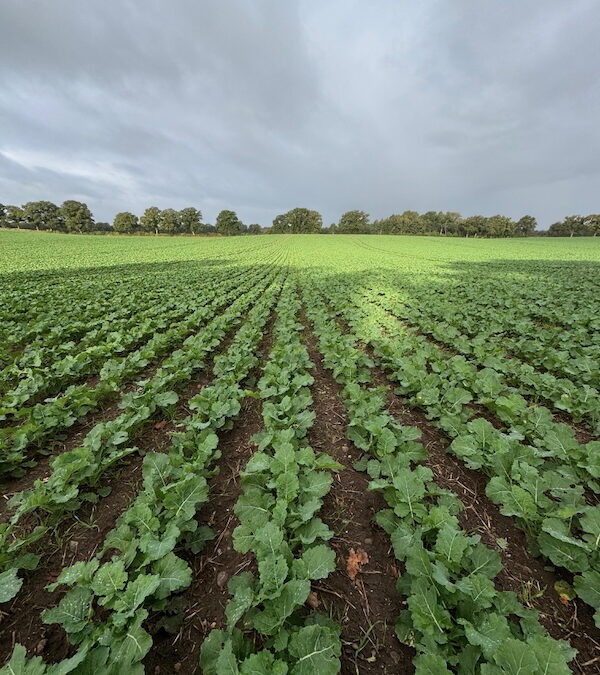 Gleichmäßig entwickelter Winterraps im Herbst 2025 auf Gut Tangstedt – kräftige Bestände dank Einzelkornablage und optimaler Witterung.