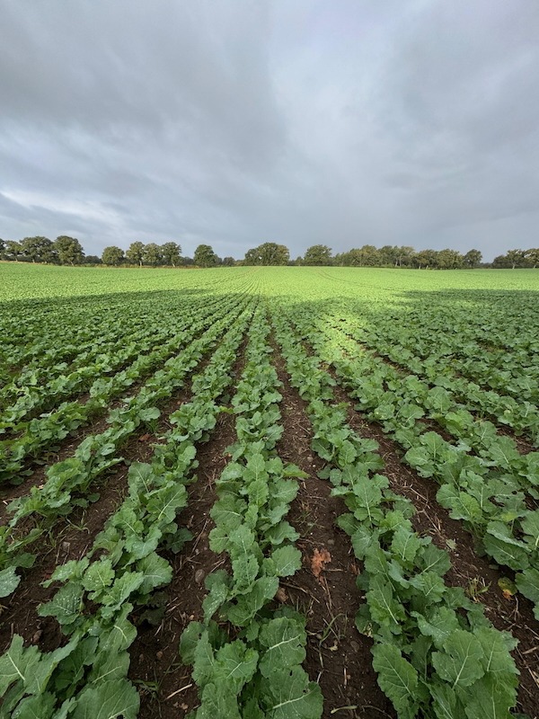 Gleichmäßig entwickelter Winterraps im Herbst 2025 auf Gut Tangstedt – kräftige Bestände dank Einzelkornablage und optimaler Witterung.