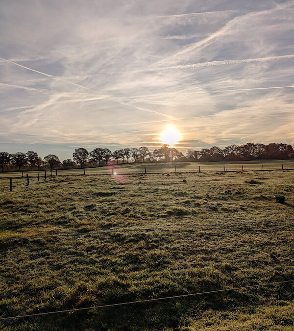 Sonnenaufgang über den Gruppenweiden von Gut Tangstedt mit leichtem Morgennebel und herbstlichem Himmel