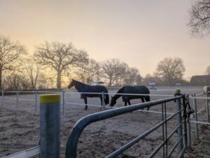 Pferde auf den neuen Kleingruppen-Paddocks am Beekmoorweg bei frostigem Sonnenaufgang auf Gut Tangstedt
