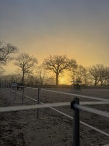Winterlicher Sonnenaufgang über den neuen Paddocks am Beekmoorweg mit Pferden auf Gut Tangstedt