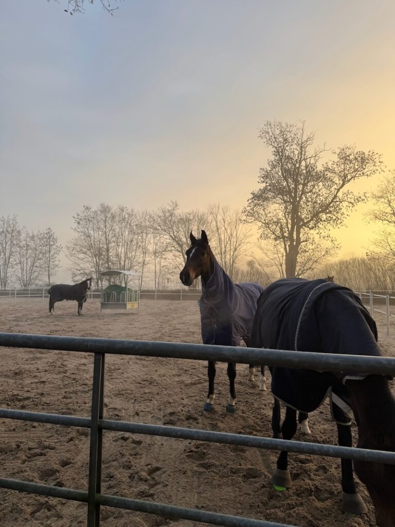 Pferde im Wintermorgenlicht auf den neuen Paddocks am Beekmoorweg auf Gut Tangstedt