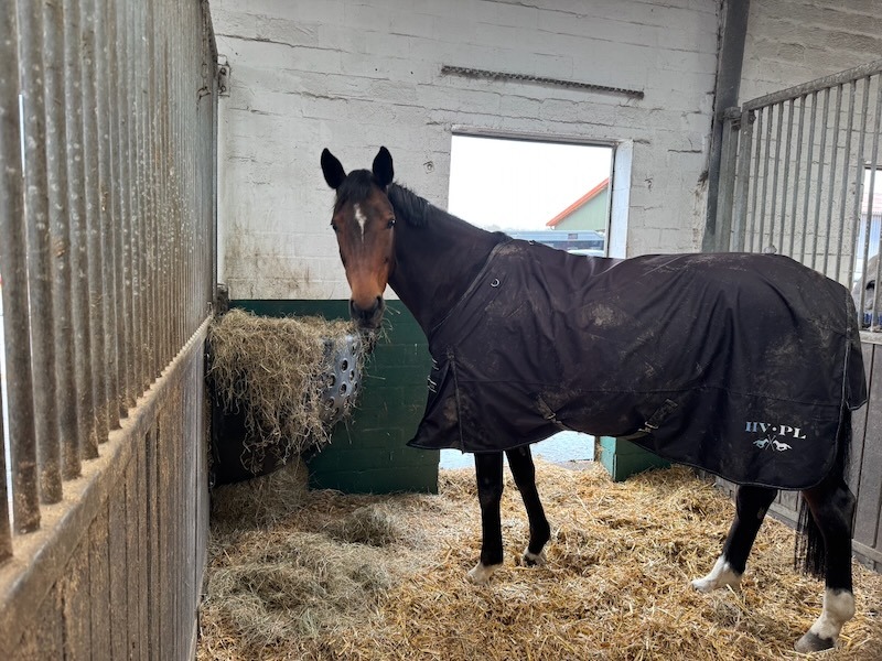 Heuraufe Paddockbox.jpg: Ein braunes Pferd mit weißer Blesse trägt eine dunkle Pferdedecke und steht in einer Paddockbox mit Stroheinstreu neben einer mit Heu gefüllten Heuraufe.