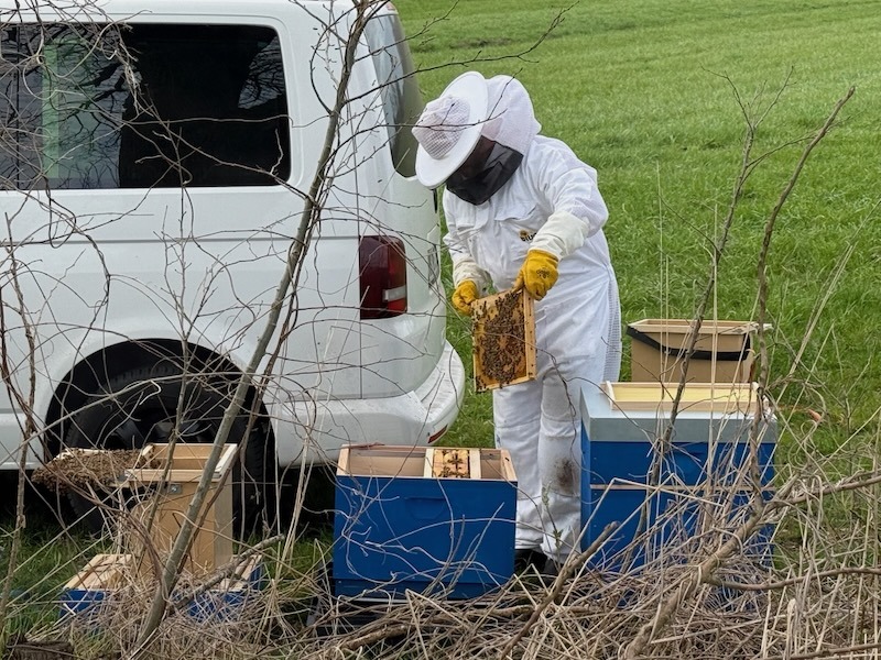 Imker Rene Schleich in weißem Imkeranzug prüft eine Bienenwabe an seinen blauen Beuten am Knick neben dem Rapsfeld von Gut Tangstedt.