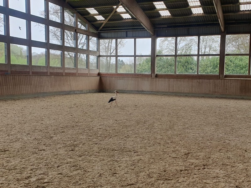 Storch in der Dressurhalle der Reitanlage Gut Tangstedt