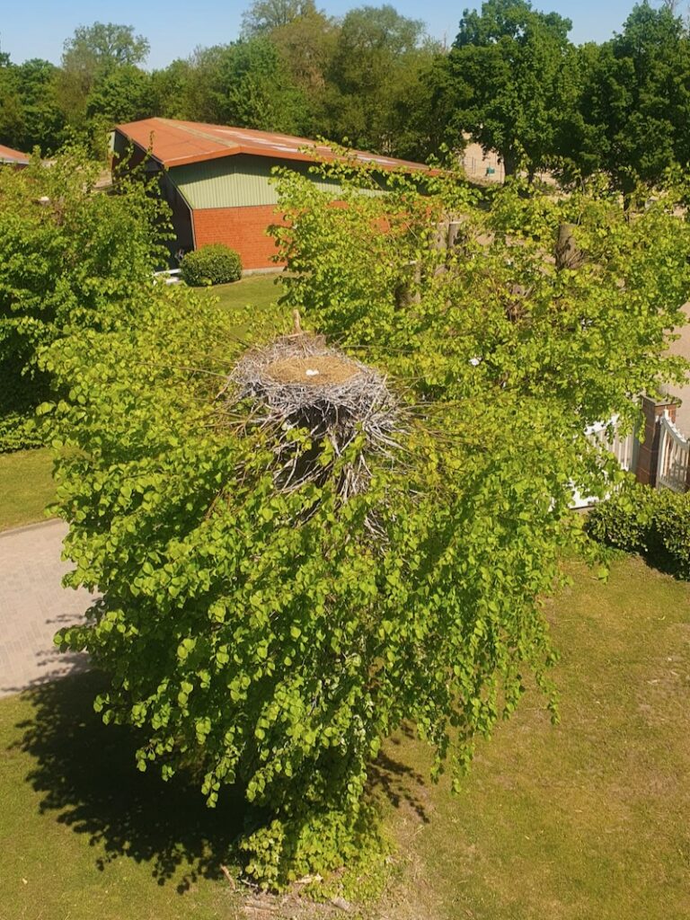 Storchennest mit drei Eiern auf einer Linde am Hofrondell von Gut Tangstedt