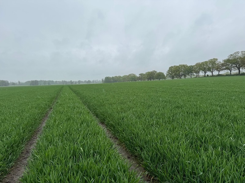 Dicht stehendes, sattgrünes Wintergetreide mit klaren Fahrgassen auf Gut Tangstedt, im Hintergrund eine Eichenreihe bei bedecktem Himmel und Landregen
