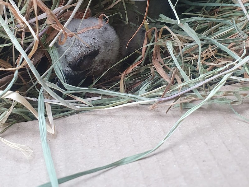 Gestürztes Storchenkücken liegt eingebettet in Nestmaterial aus Gras und Stroh auf dem Boden – gerettet vom Storchenvater Tommy.